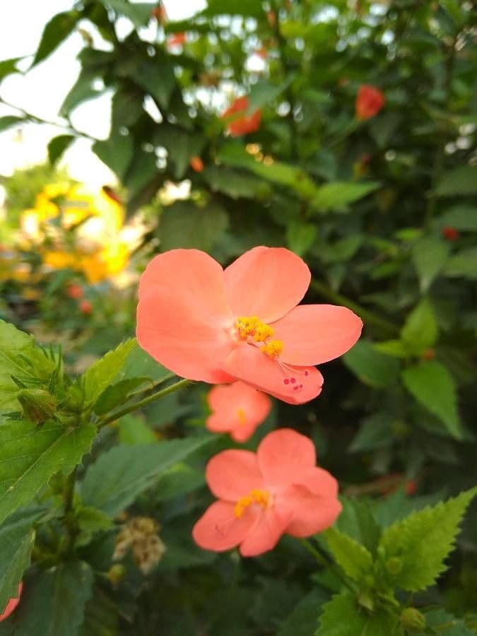 Kleinblütige Hibiskus