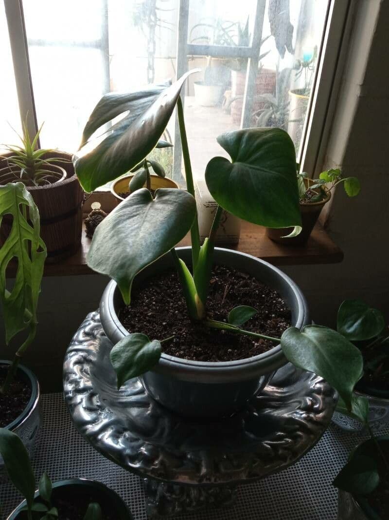 Philodendron 5
