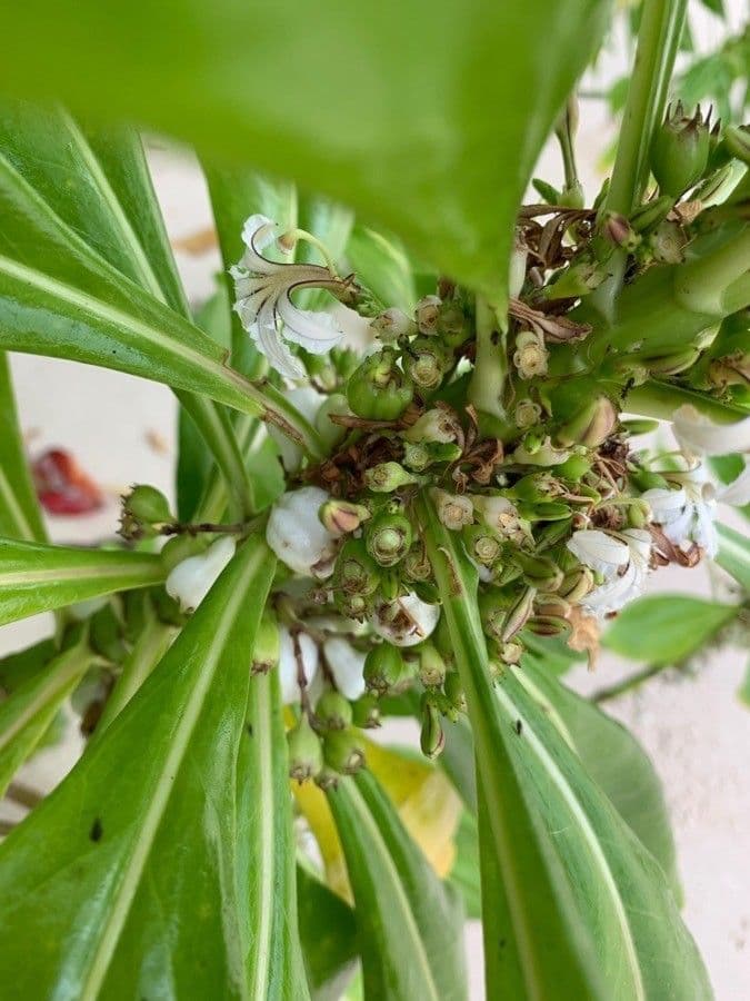 Scaevola taccada 2