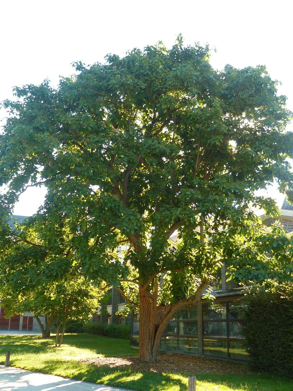 Ehretie 12