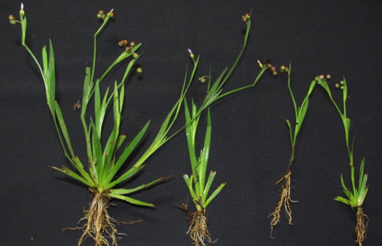 Sisyrinchium micranthum 16