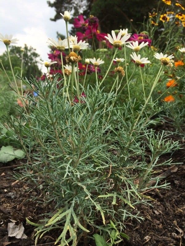 Argyranthemum 12