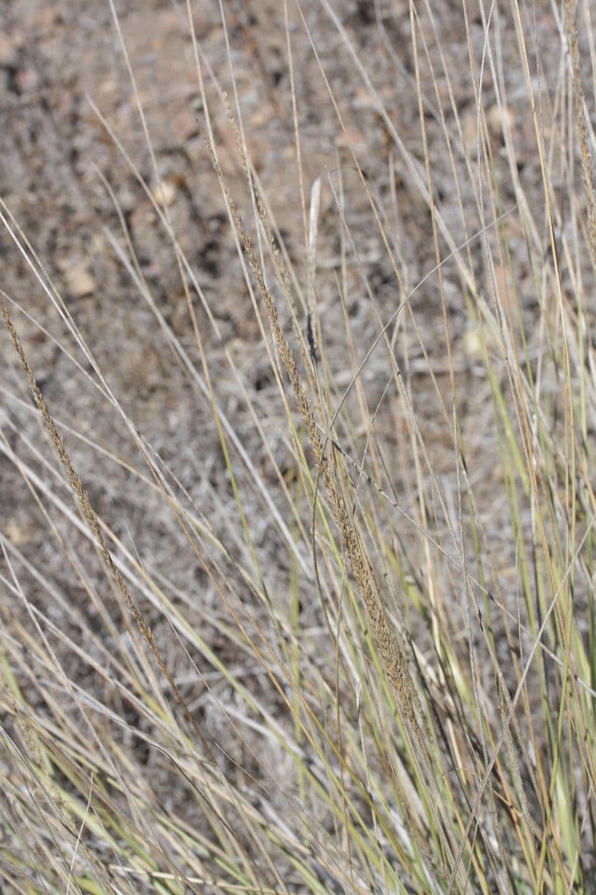Muhlenbergia rigens 2