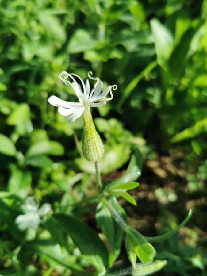 Silene dicotoma 9
