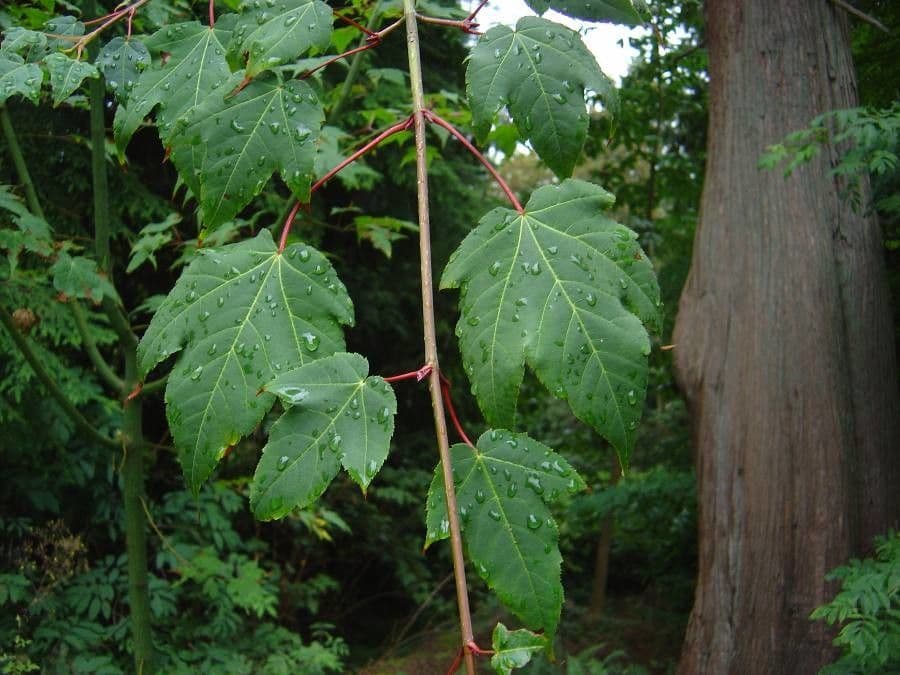 Maple 5