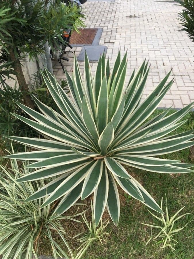 Garten-Sisal 10