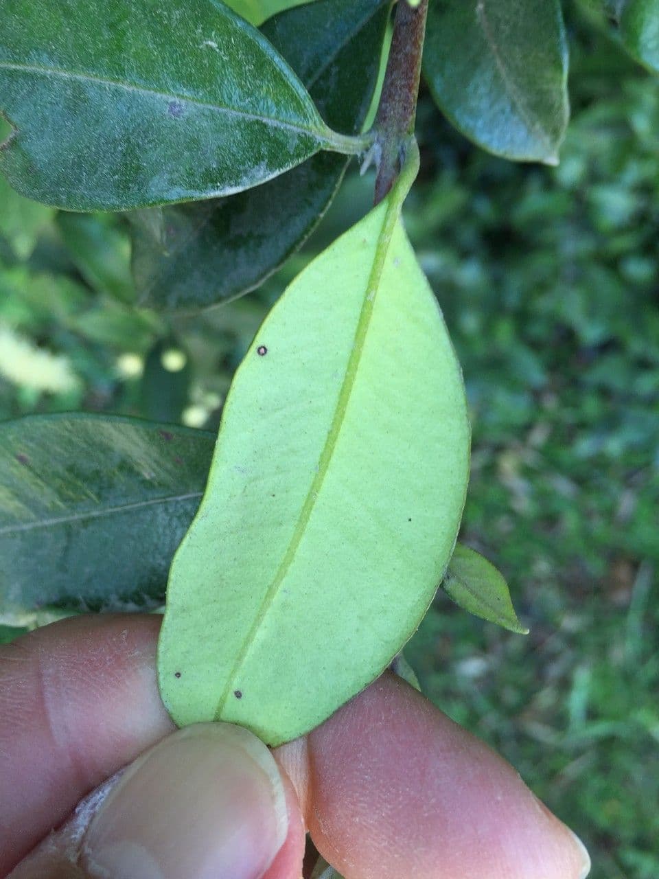 Amomyrtus meli 16