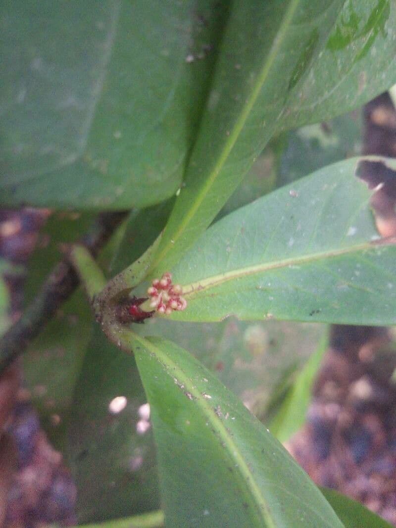 Ixora