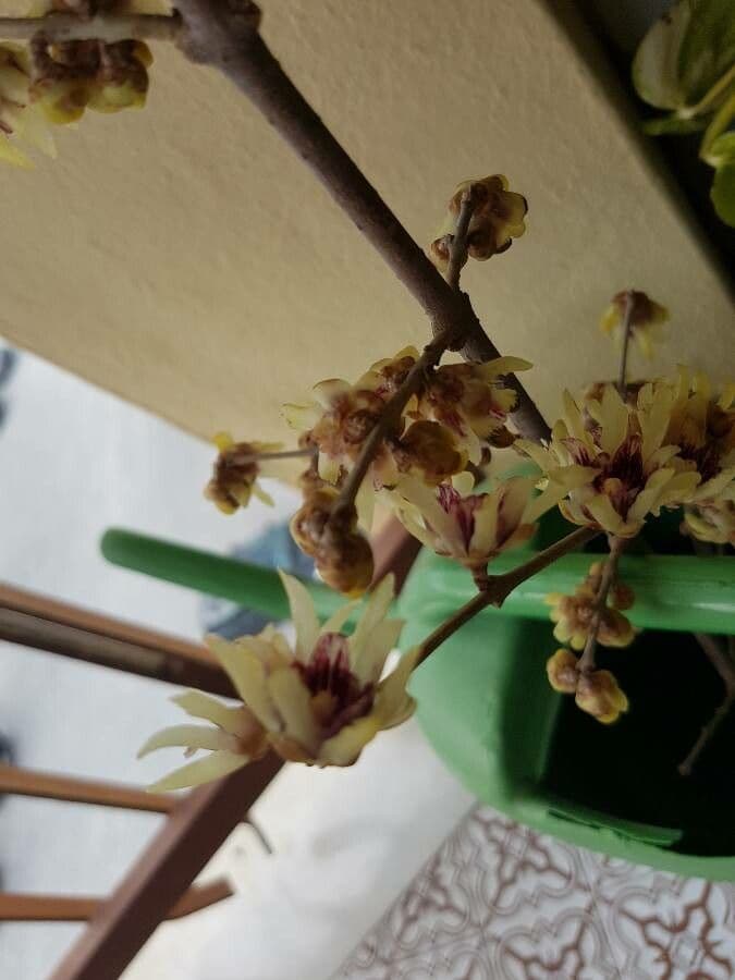 Winterblüte 28