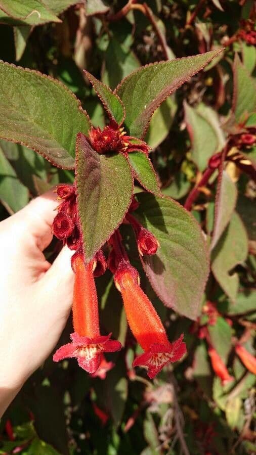Kohleria spicata 9