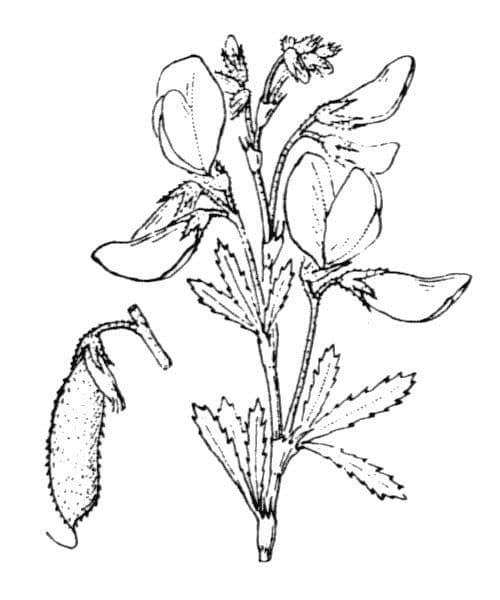 Ononide arbustivo 26