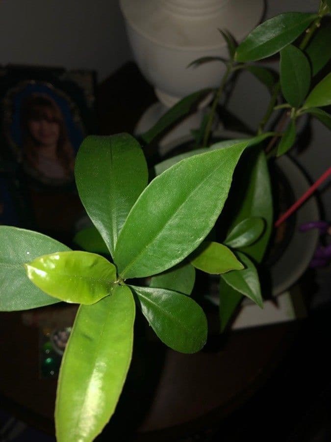 Ardisia crenata 15
