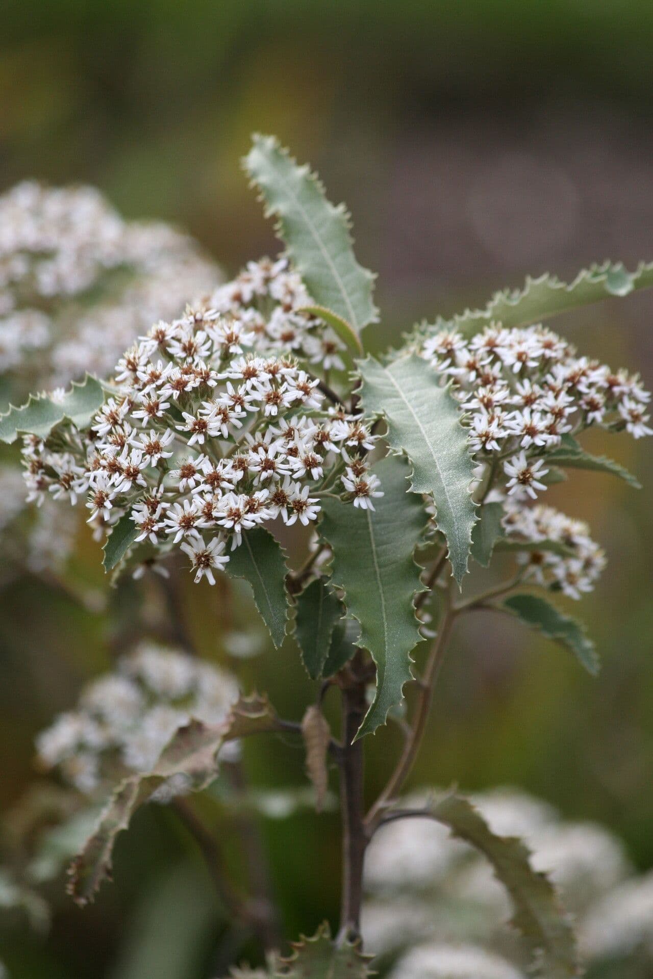 Olearia