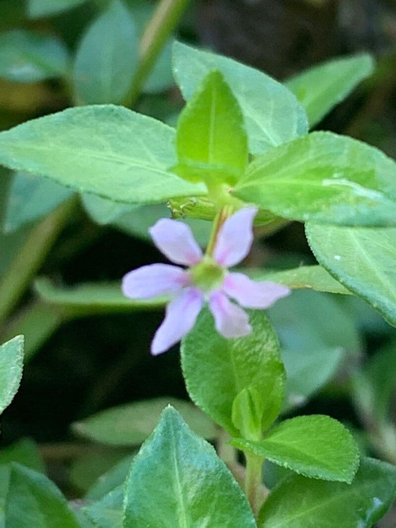 Cuphea strigulosa 2