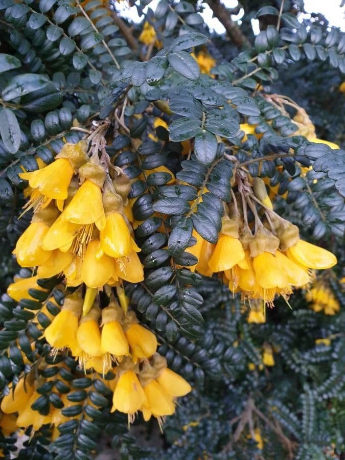 Sophora denudata 9