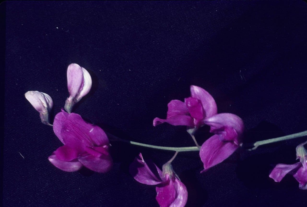 Prunkiger Platterbse 3