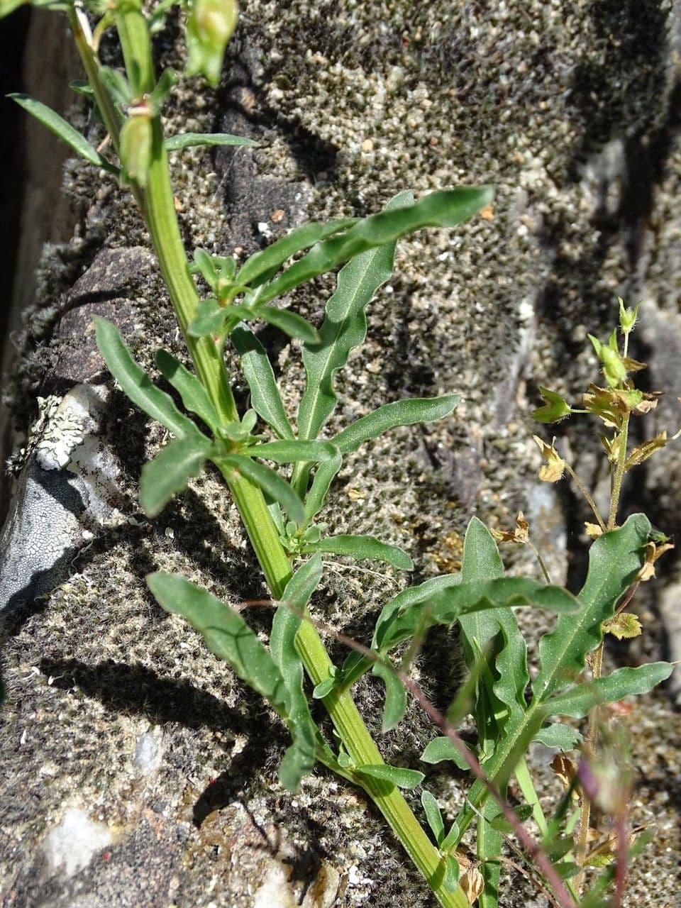 Rezeda 14