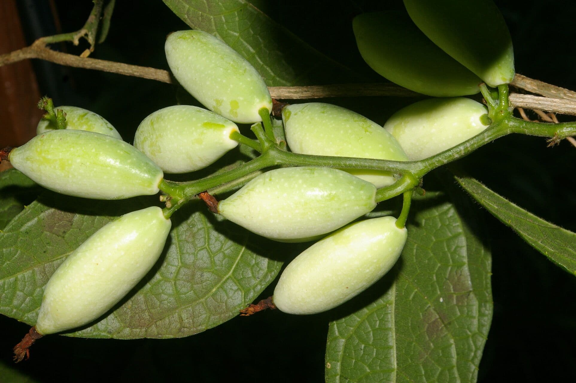 Cetriolo della giungla