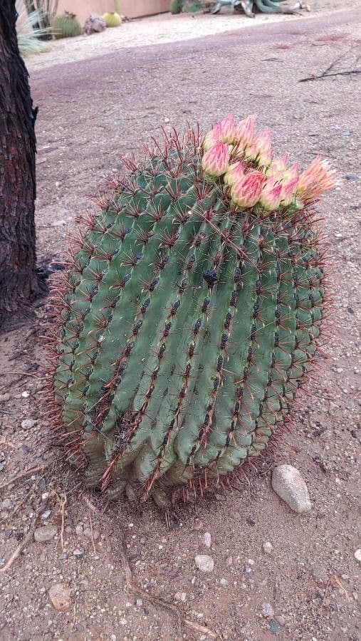 Ferocactus wislizeni 15