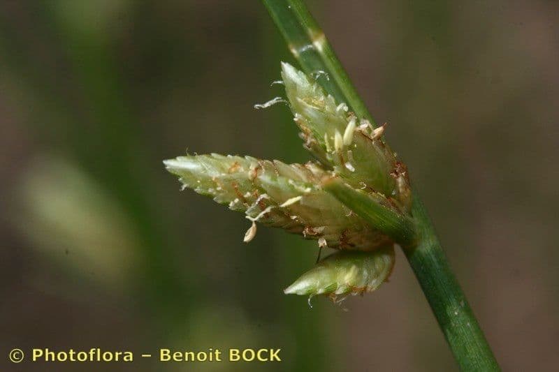 Zigolo liscio