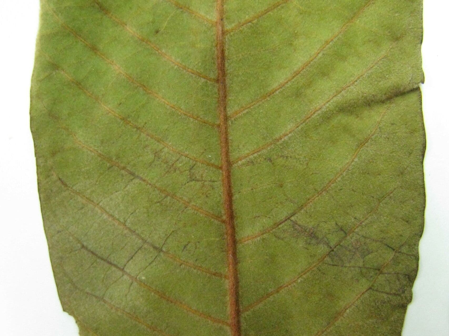 Annona 3