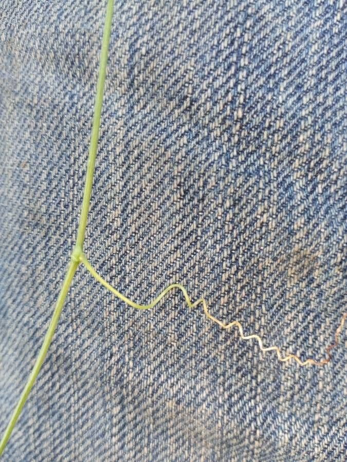 Melothria pendula 21