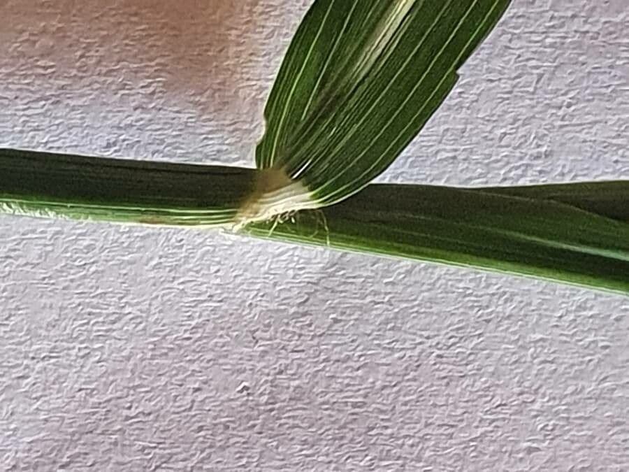 Sporobolus 6