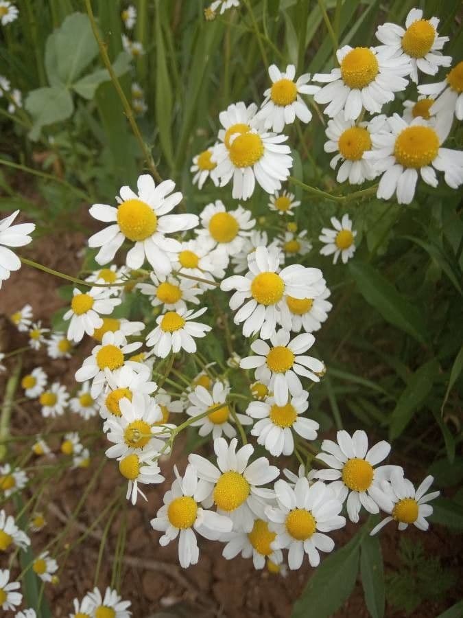 Camomilla romana 6