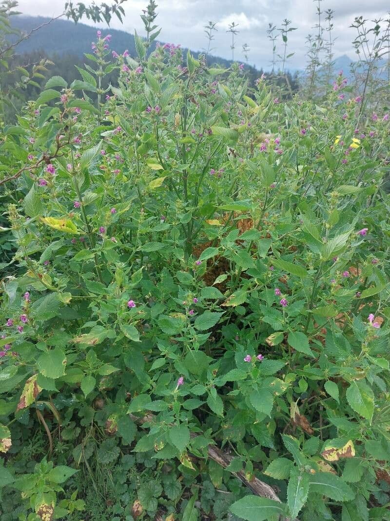 Canapa selvatica pubescente 12