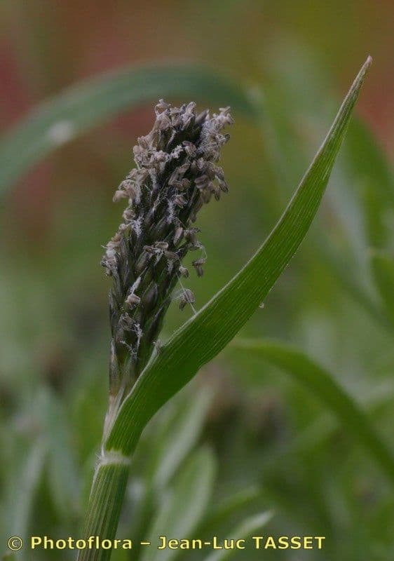 Sporobolus 7