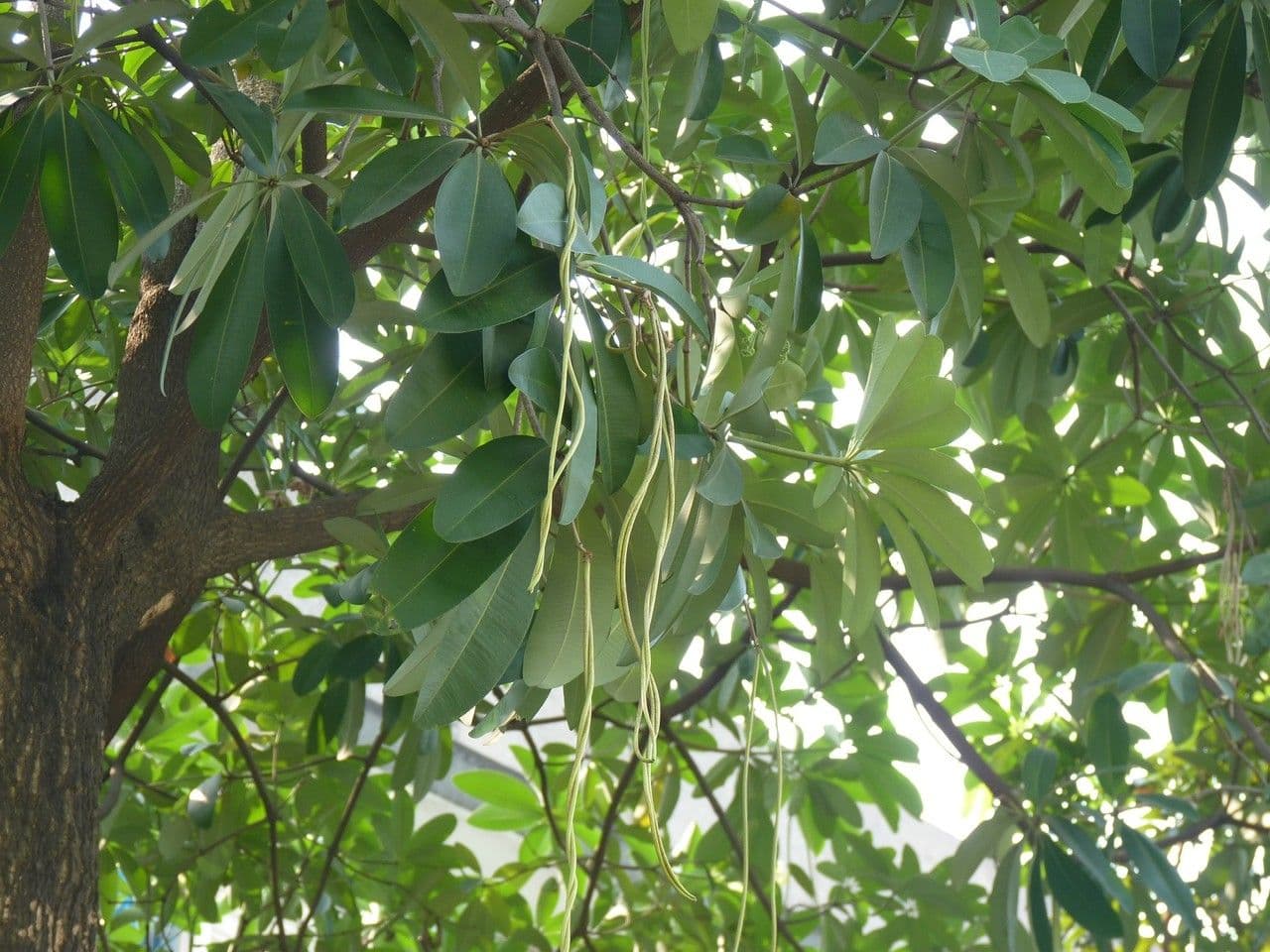 Alstonia
