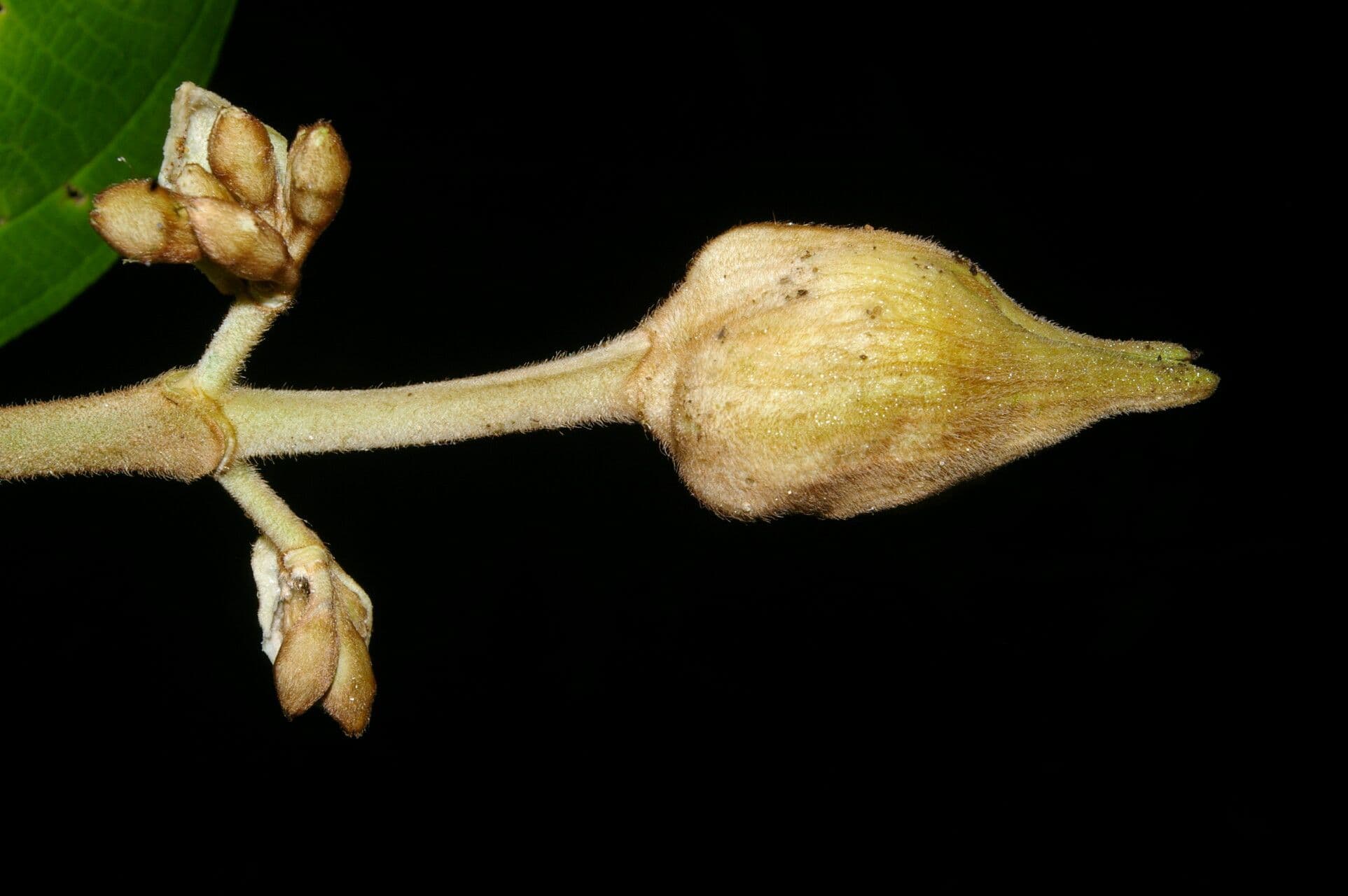 Meriania 3