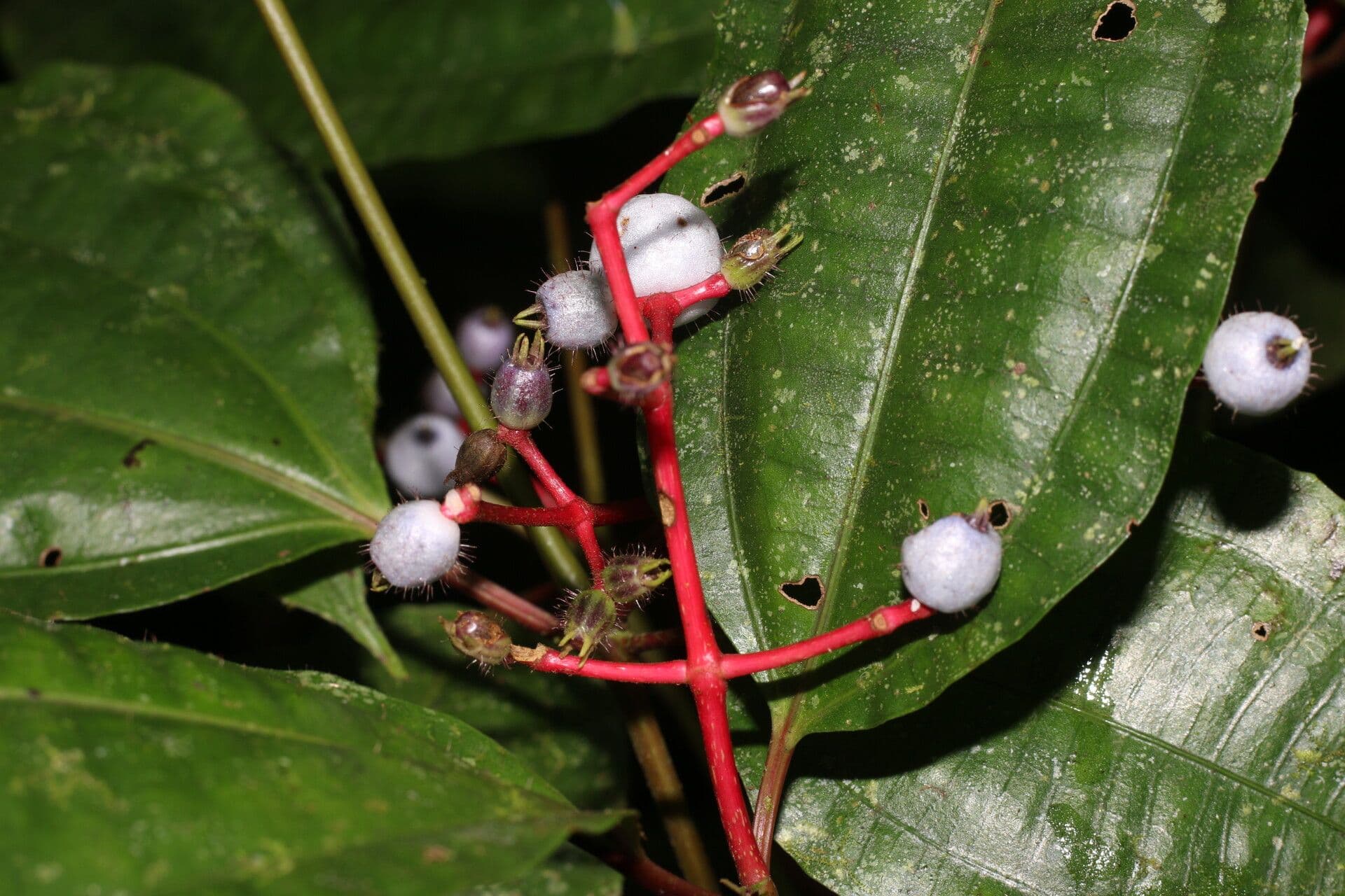Miconia 8