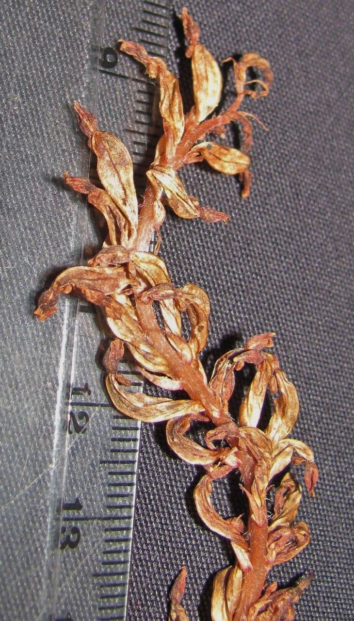 Aspidogyne 5