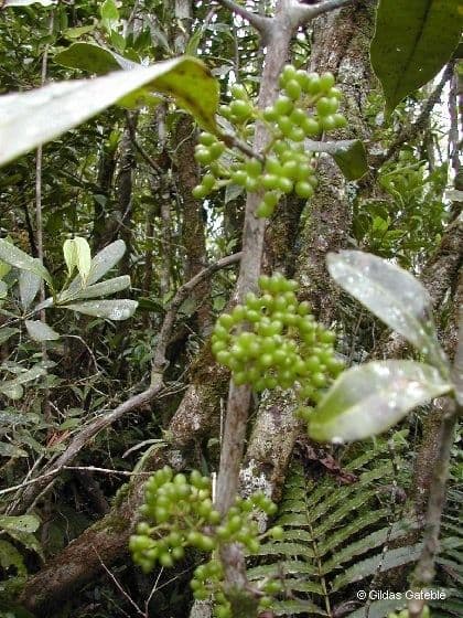 Dutaillyea trifoliolata 8