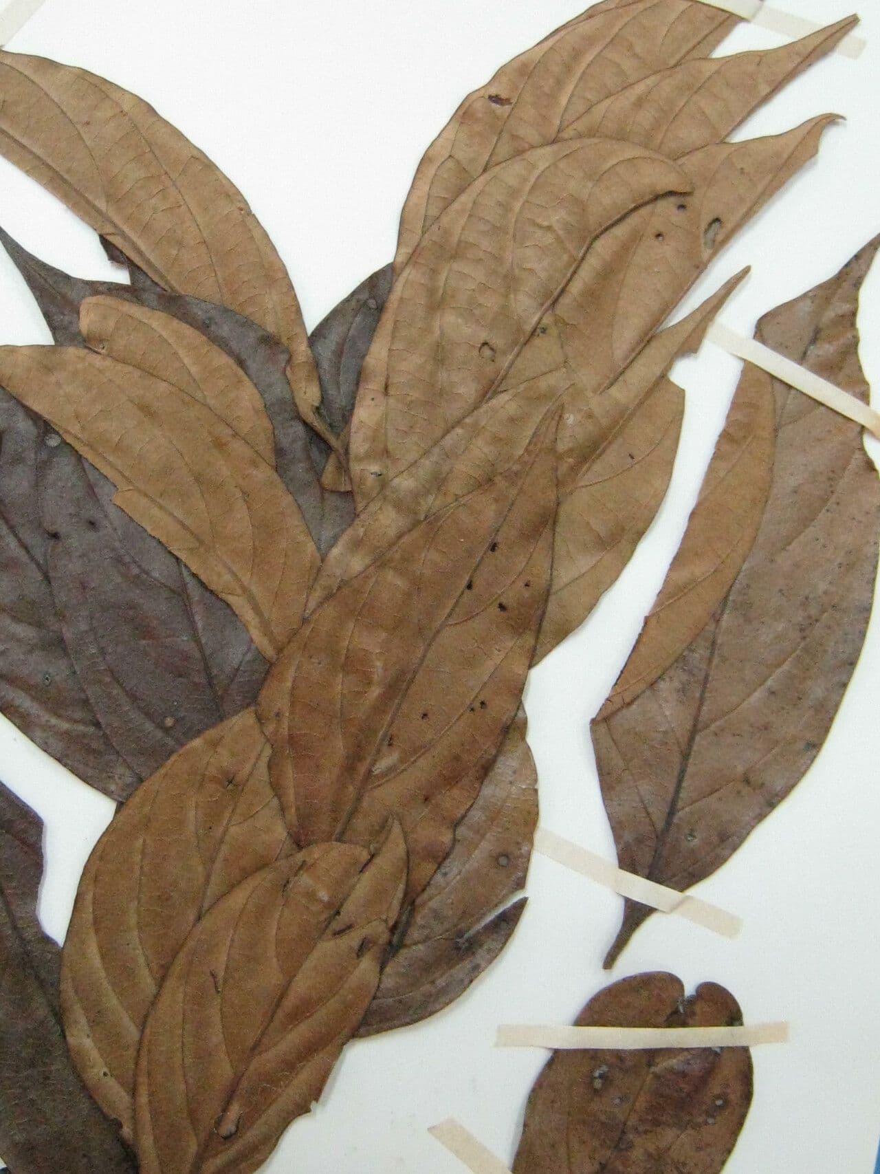 Ocotea 13