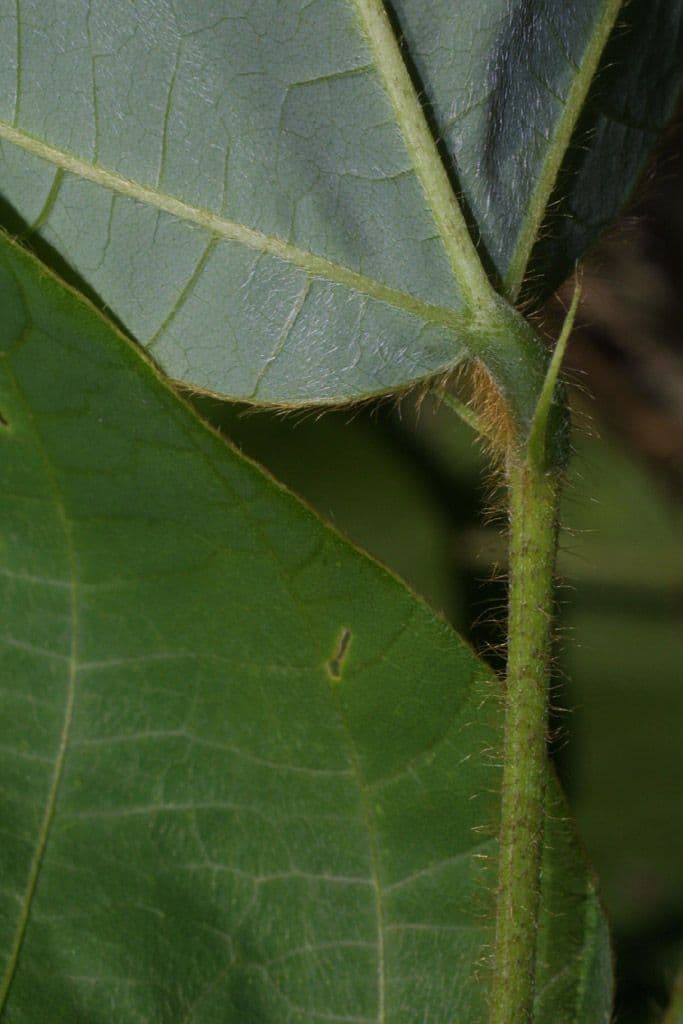 Kudzu 21