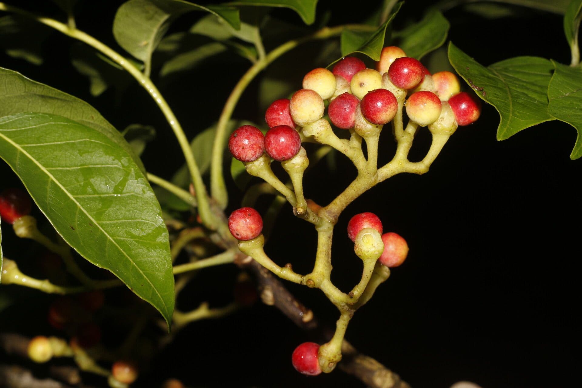 Quassia amara 2