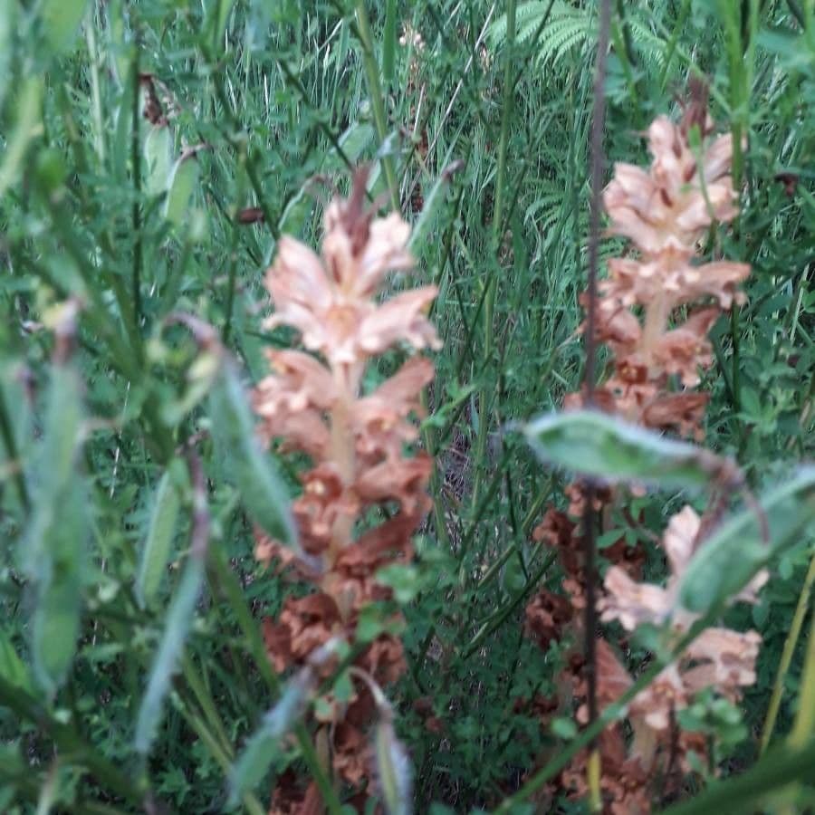 Orobanche del ginestrone 13