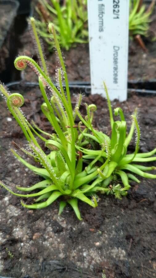 Threadleaf sundew 11