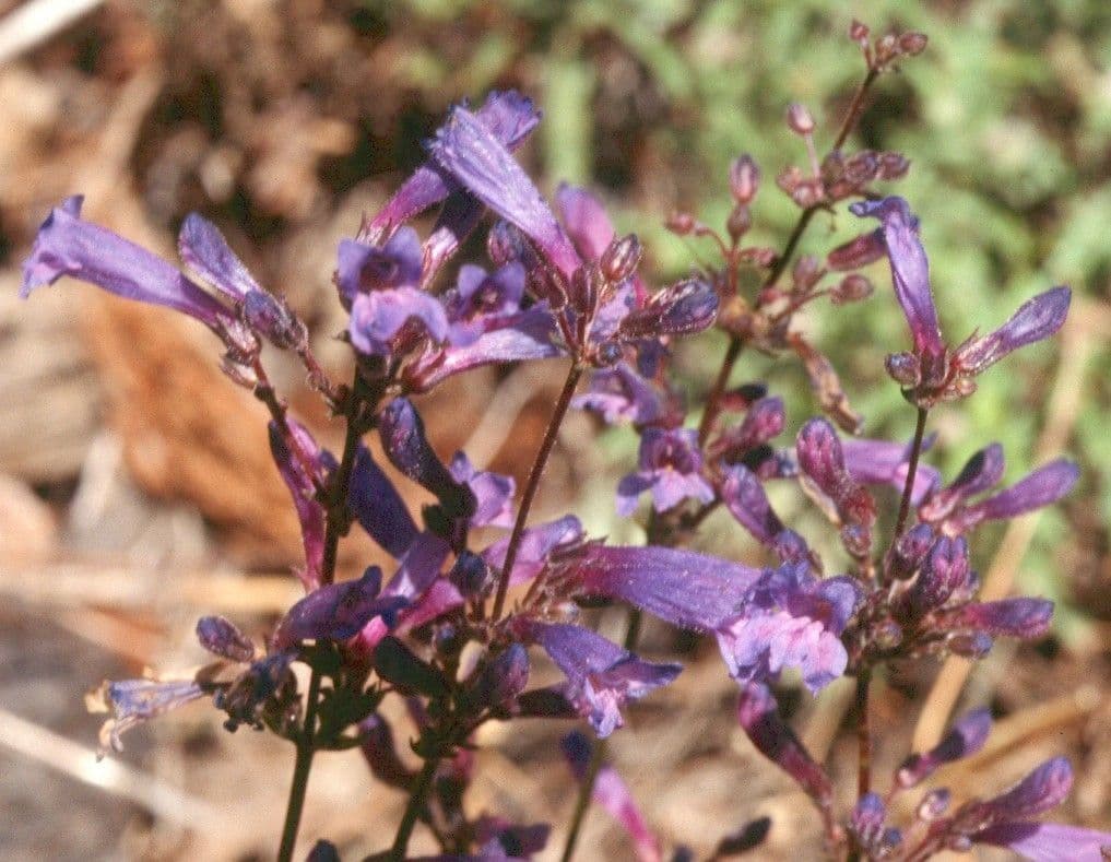 Penstemon 2