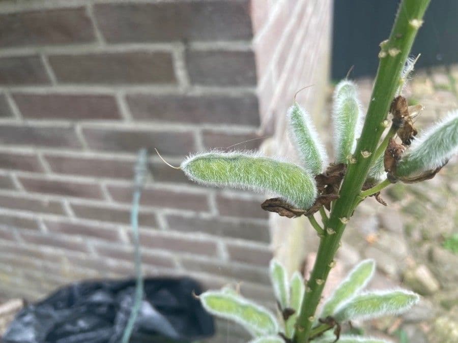Schmalblättrige Lupine 3