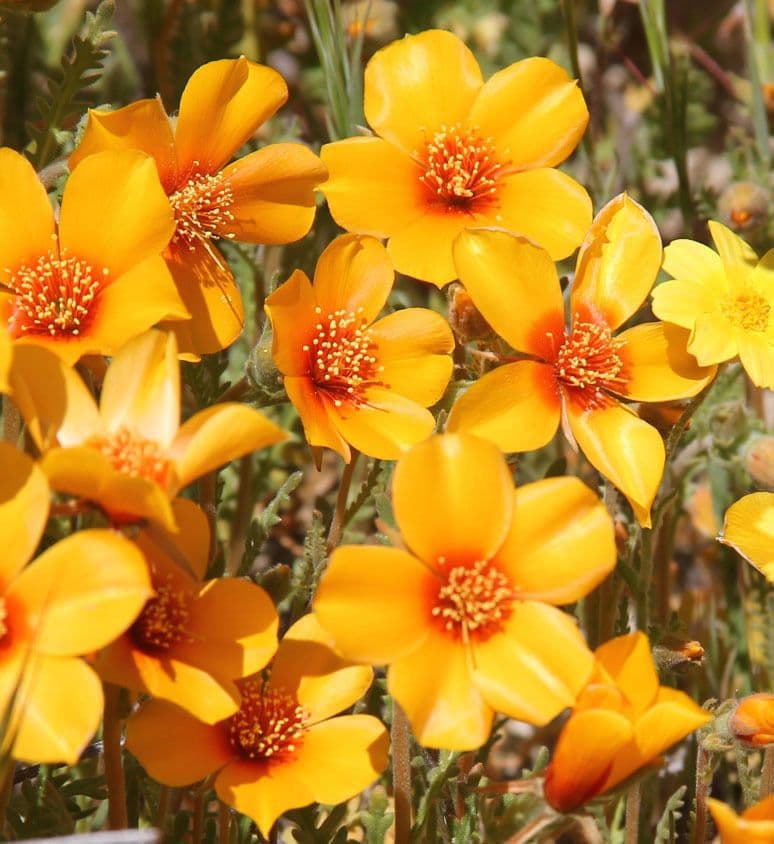 Mentzelia pectinée 3