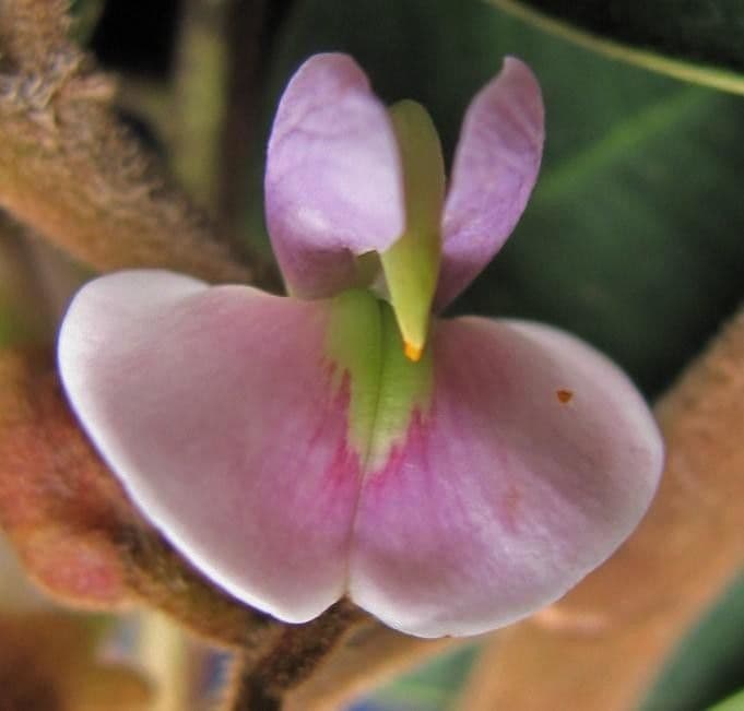 Machaerium biovulatum 10
