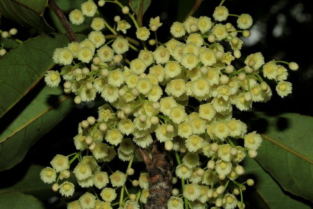 Elaeocarpus 3