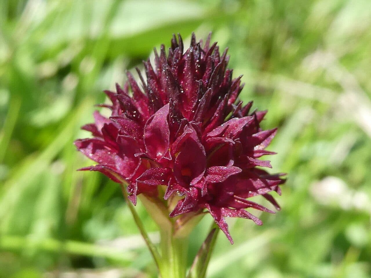 Gymnadenia 3