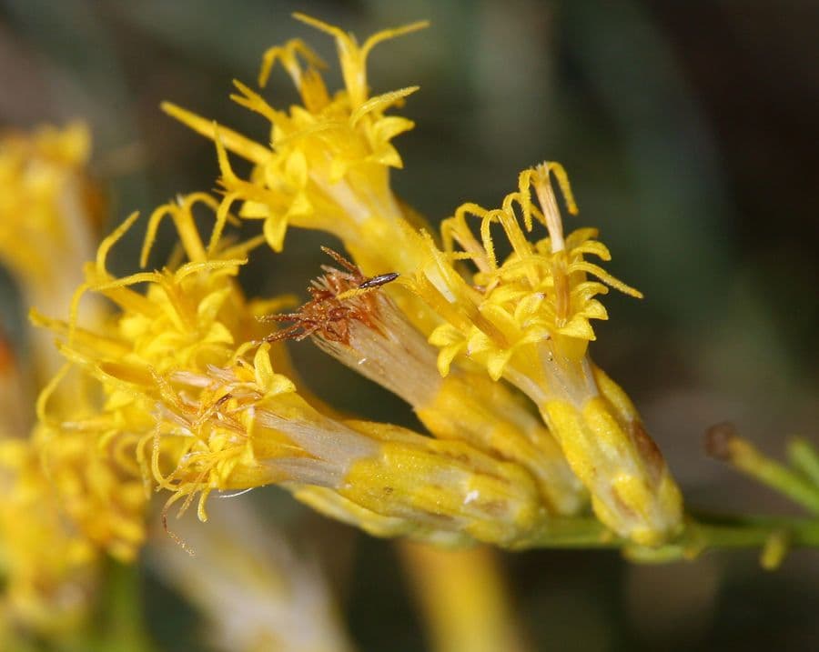 Ericameria paniculata