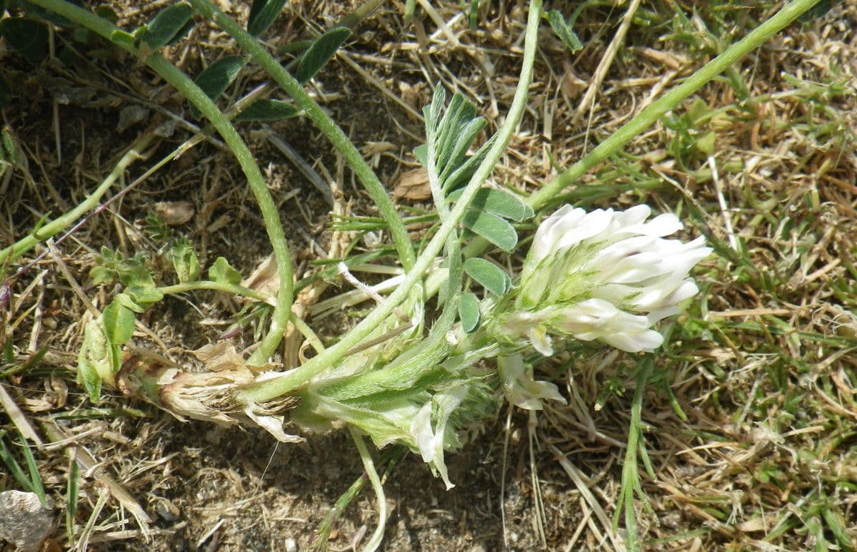 Astragalus depressus 12