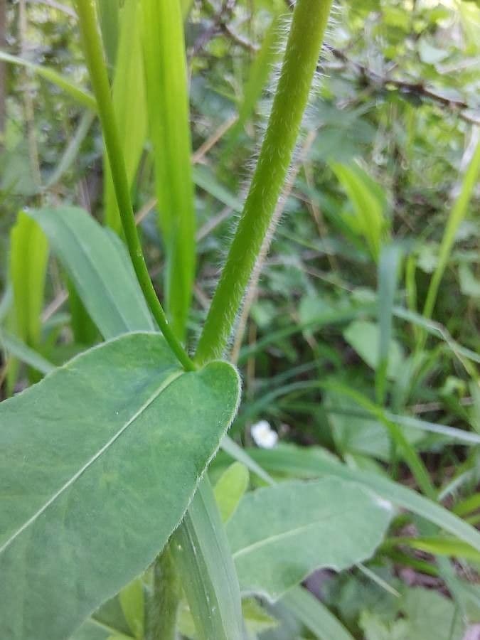 Euforbia bionda 23