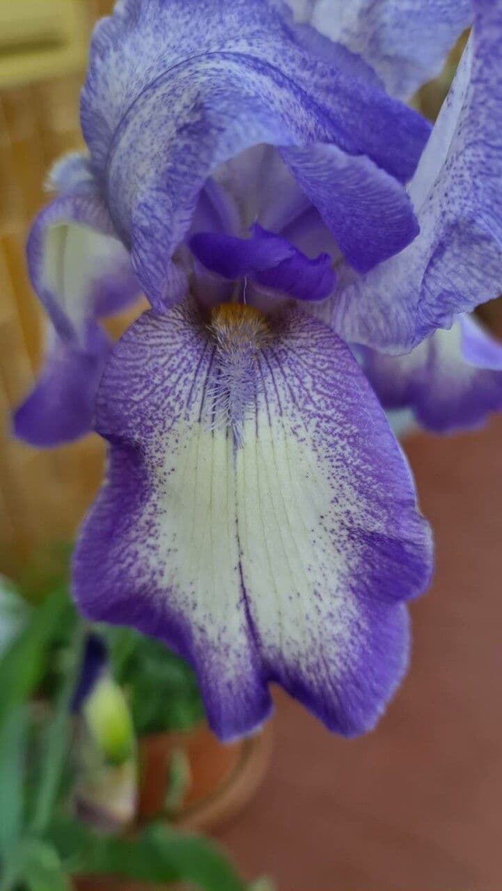 Iris